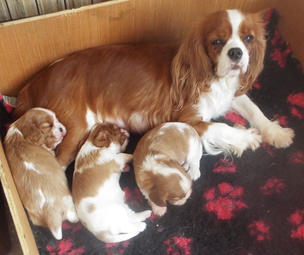 chiot Cavalier King Charles Spaniel Du Chateau Des Cours