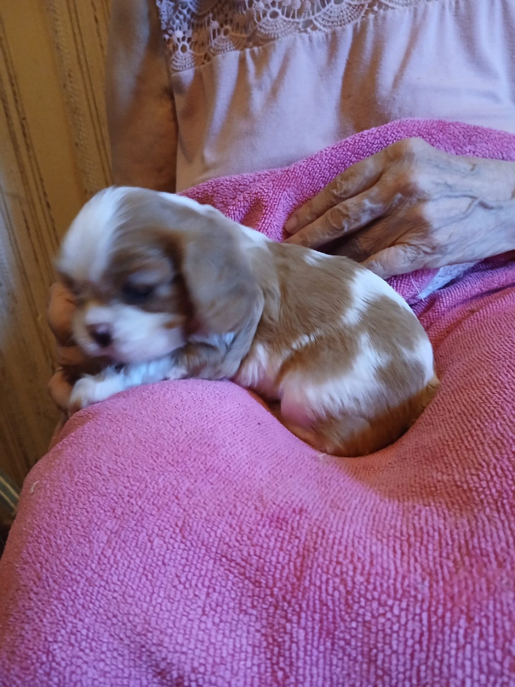 Du Chateau Des Cours - Chiots disponibles - Cavalier King Charles Spaniel