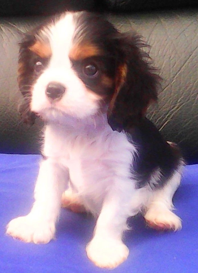Du Chateau Des Cours - Chiots disponibles - Cavalier King Charles Spaniel