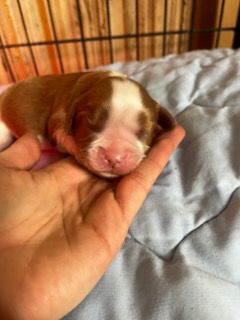 Du Chateau Des Cours - Chiots disponibles - Cavalier King Charles Spaniel