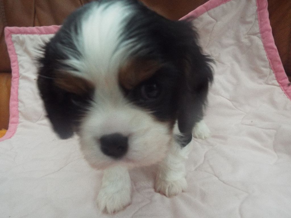 Du Chateau Des Cours - Chiots disponibles - Cavalier King Charles Spaniel