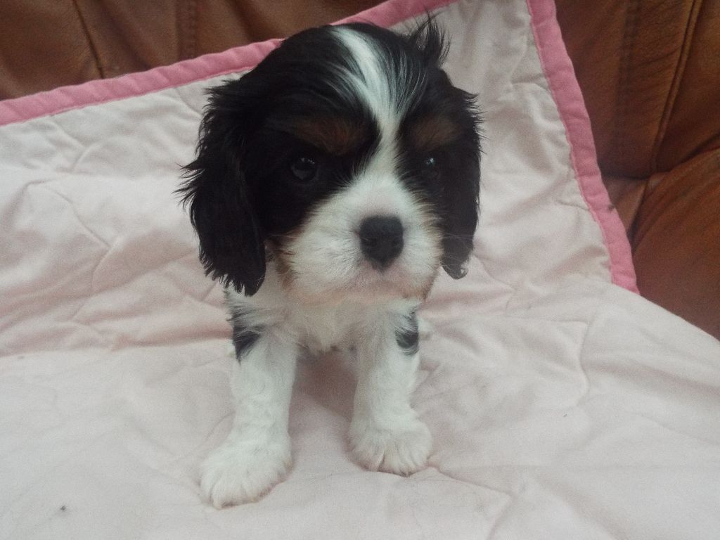 Du Chateau Des Cours - Chiots disponibles - Cavalier King Charles Spaniel