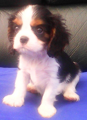 CHIOT 1