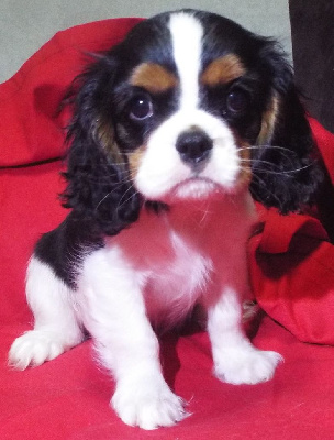 CHIOT 2