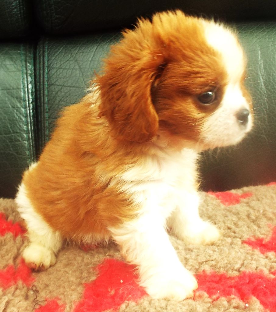 Du Chateau Des Cours - Chiots disponibles - Cavalier King Charles Spaniel