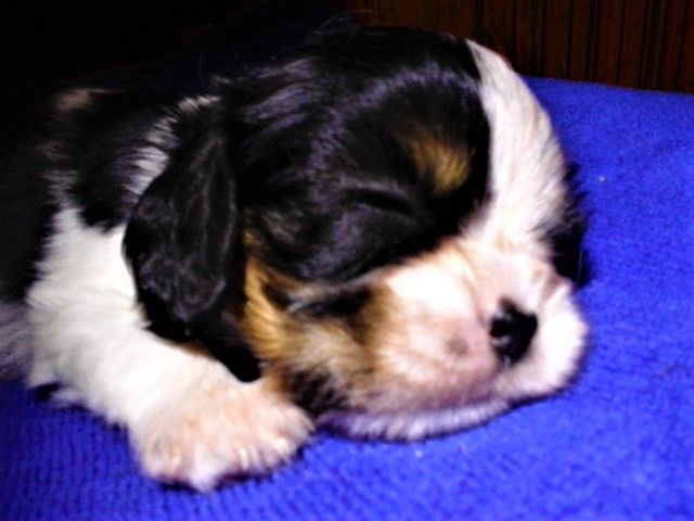 Du Chateau Des Cours - Chiots disponibles - Cavalier King Charles Spaniel